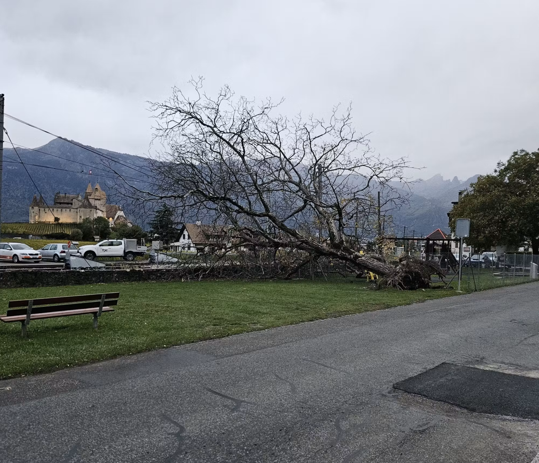 Chute d'un arbre